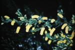 : - Acacia drummondii
