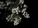 : - Acacia genistifolia