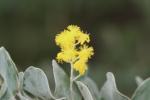 Queensland-Akazie - Acacia podalyriifolia