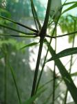 : - Chusquea valdiviensis