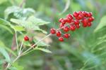 Rotfrüchtiges Christophskraut - Actaea rubra