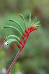 : - Anigozanthos manglesii