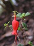 : - Sarmienta repens