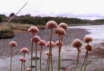 Strand-Grasnelke - Armeria maritima