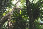 Nestfarn - Asplenium nidus