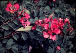 : - Bauhinia galpinii