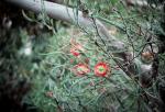 : - Beaufortia elegans