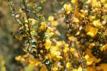 : - Bossiaea foliosa