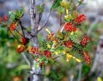 : - Weinmannia trichosperma