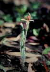: - Caladenia discoidea