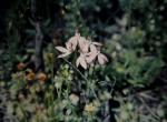 : - Caladenia fuscata
