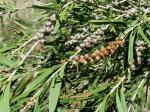 : - Callistemon sieberi