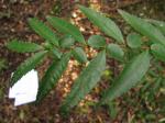 : - Azara lanceolata