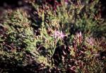 : - Calytrix microcoma