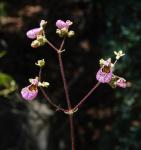 : - Calceolaria cana
