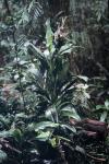: - Cordyline cannifolia