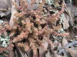 :-Crassula sieberiana