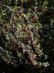 : - Crinodendron hookerianum