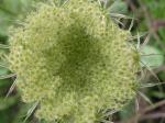 Möhre - Daucus carota