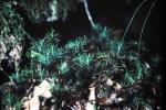 : - Dawsonia polytrichoides