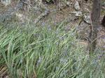 : - Dianella revoluta var. revoluta