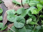 Brunnenkresse - Dichondra micrantha