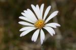 :-Erigeron stellatus