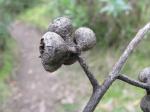 : - Eucalyptus baxteri