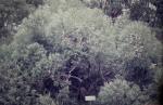 :-Eucalyptus cunninghamii