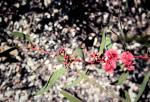 :-Eucalyptus lansdowneana