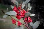 : - Eucalyptus tetraptera