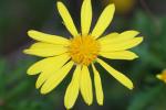 Gelbe Strauchmargerite-Euryops chrysanthemoides
