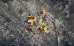 : - Gompholobium burtonioides