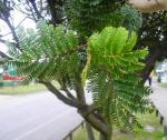 : - Lomatia ferruginea