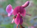 Australischer Indigostrauch-Indigofera australis