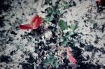 : - Kennedia carinata
