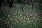 : - Lawrencella rosea