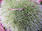 Gemeines Weißmoos - Leucobryum glaucum