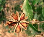 Chilenischer Seifenrindenbaum-Quillaja saponaria