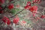 : - Melaleuca fulgens subsp. steedmanii