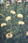 : - Melaleuca megacephala