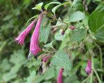 : - Satureja multiflora