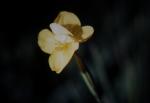 : - Patersonia umbrosa var. xanthina