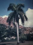 Kanarische Dattelpalme - Phoenix canariensis