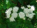 : - Eupatorium glechonophyllum