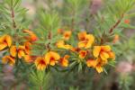 : - Pultenaea humilis