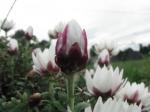 : - Rhodanthe anthemoides