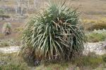 : - Ricinocarpos pinifolius