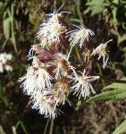 : - Eupatorium salvia