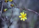 :-Senecio lautus